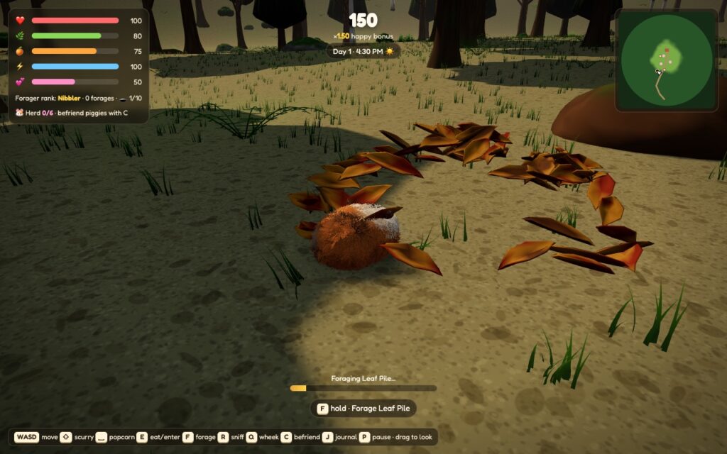 A guinea pig foraging a pile of autumn leaves in the woods in late afternoon light