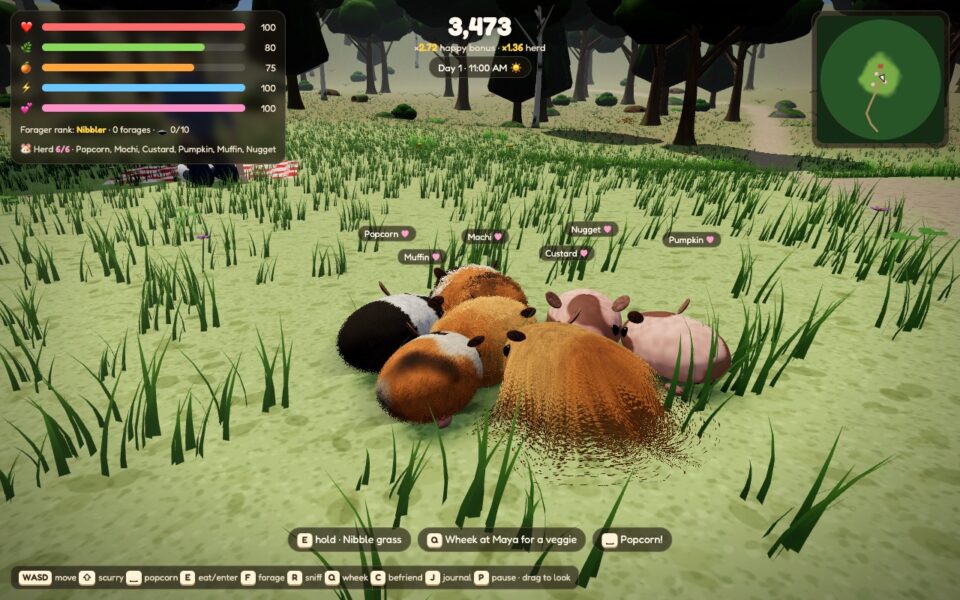 A herd of guinea pigs in different breeds and coats huddled together in the meadow grass, with name tags over their heads
