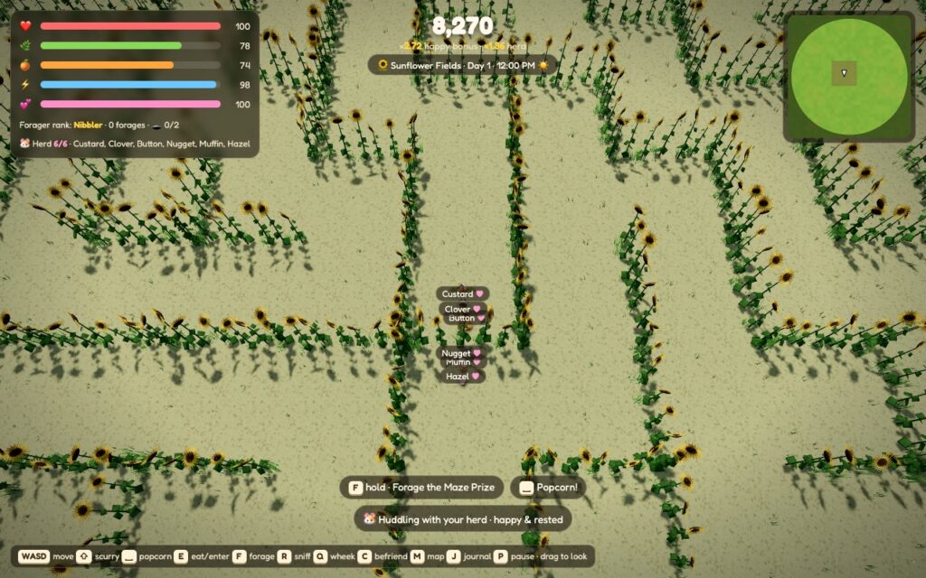 Looking down on the sunflower maze, with a herd of guinea pigs in the middle by the maze prize