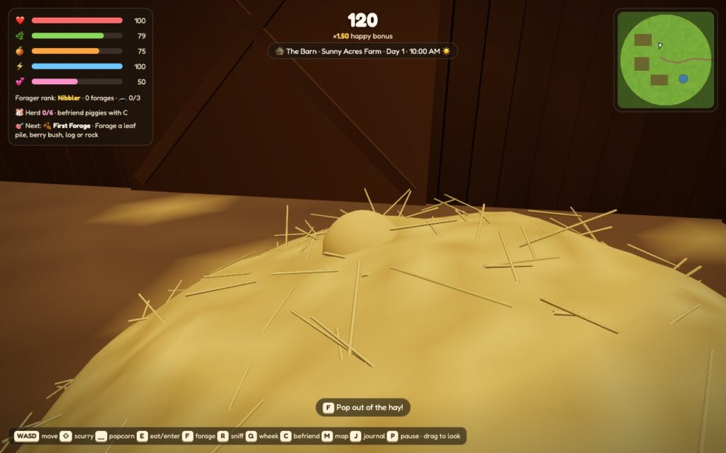 Inside the barn: a guinea pig burrowing under the big hay pile, a wriggling bump in the straw